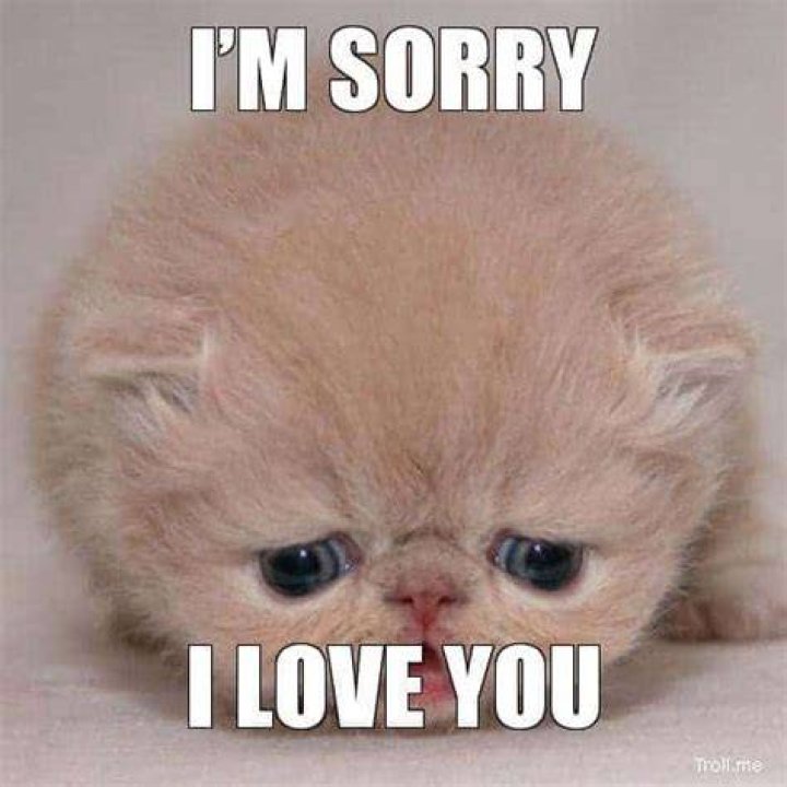 40 Adorable I’m Sorry Memes People Won’t Be Able To Resist Sorry