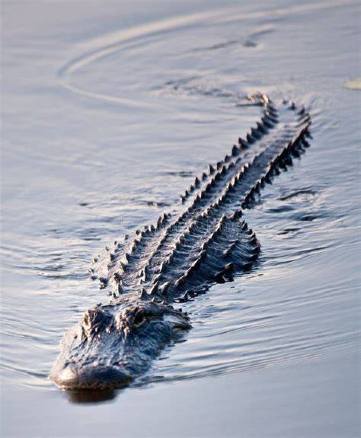 Alligator Swimming in Water Stock Image Image of alligators