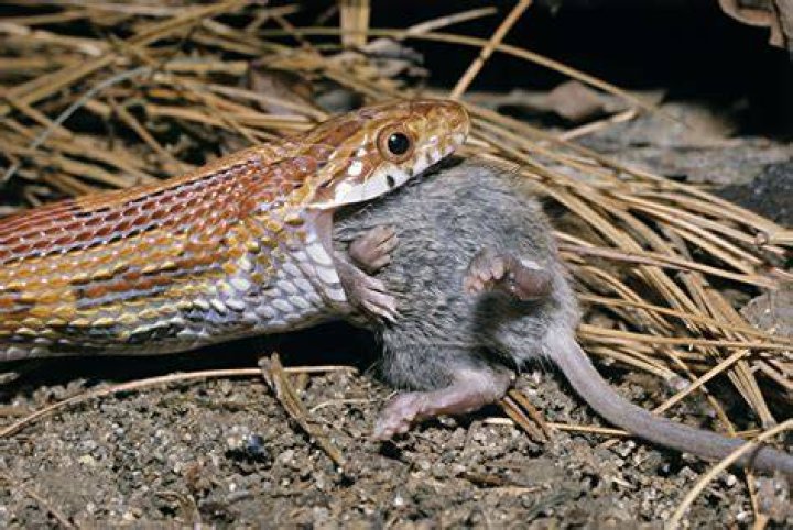 Bizzare Video of Snake Eating Another Snake Leaves TikTok in Disbelief