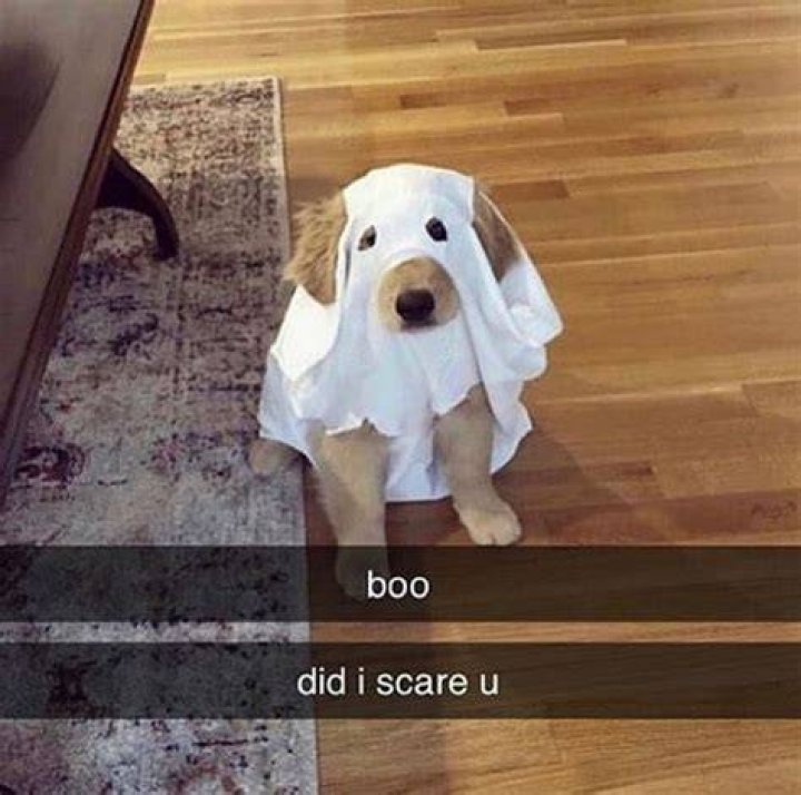 Boo Did I Scare You Job Application