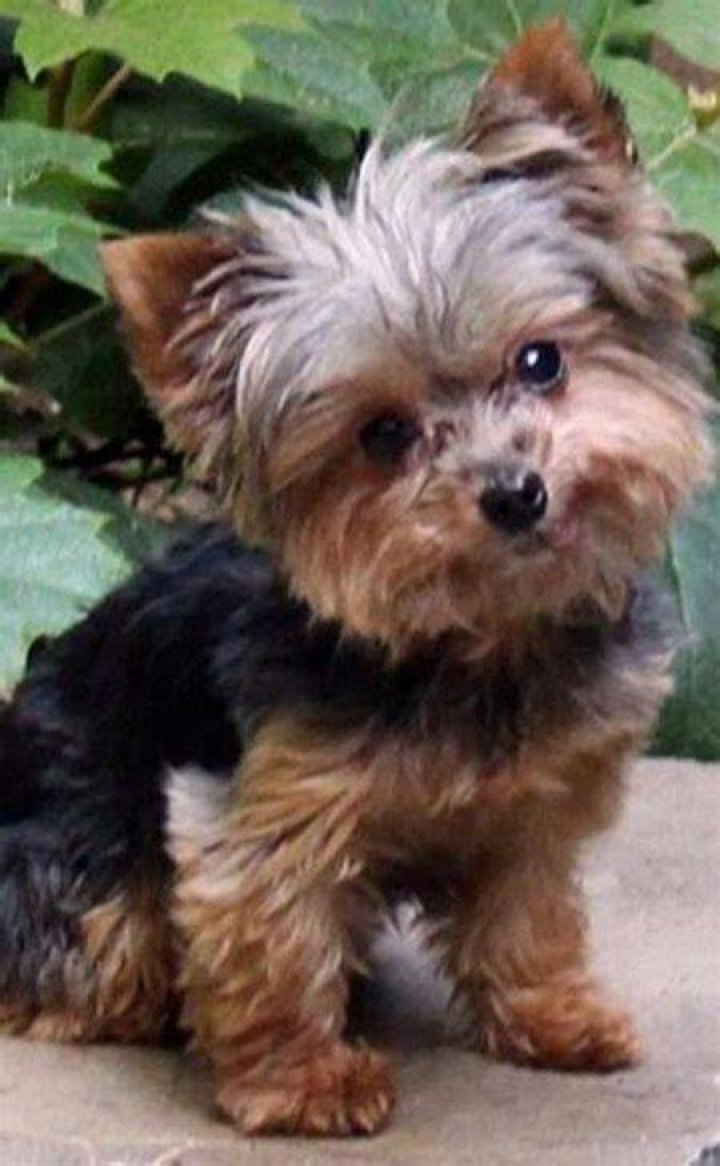 Florida Yorkie Rescue, Inc. Reviews and Ratings Palm City, FL