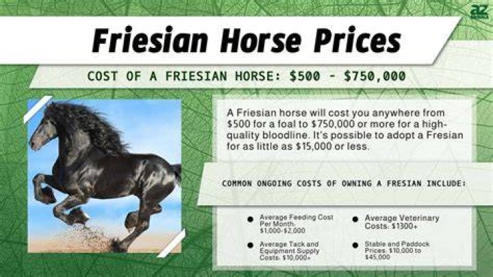 Friesian Horse Breed Care, Cost & History (2024) Horses Only