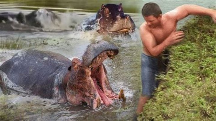 Hippo attacks man in his compound, bites off his shoulder