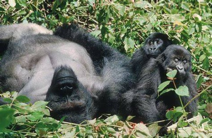 How does a gorilla father treat his children? Berggorilla & Regenwald