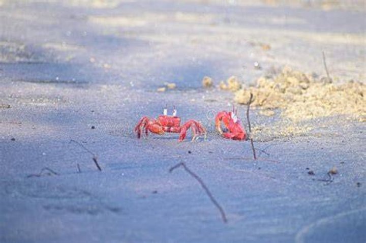 Red Lobster&rsquo;s Unlimited Crabs Disaster by Sean Kernan Lessons from