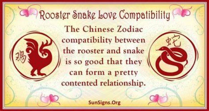 Rooster And Snake Compatibility Silent And Seductive