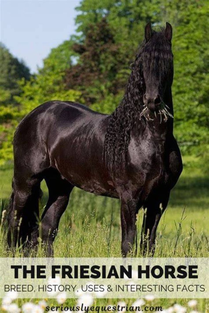 The Friesian Horse History, Info, & Interesting Facts Seriously