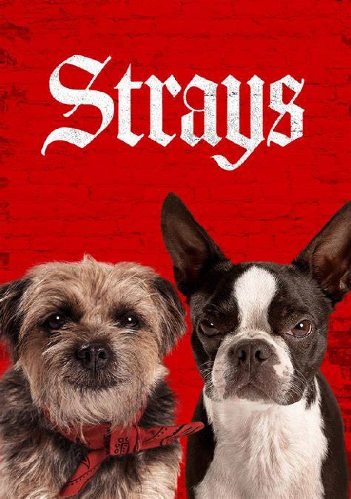 The Strays FilmRezensionen.de