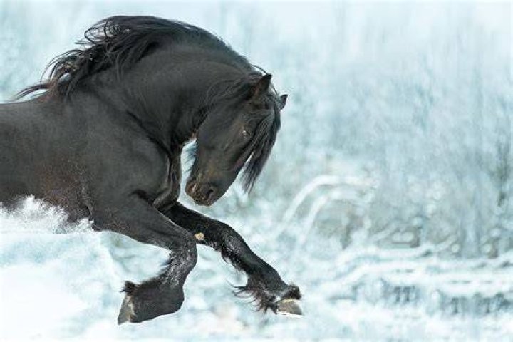Unveiling The Enchanting History Of Friesian Horses: A Journey Of Discovery